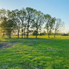land for sale in markham tx