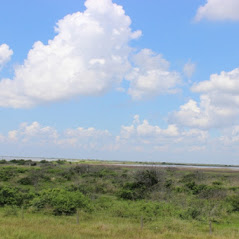 palacios land for sale